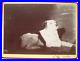 19th_Rare_Antique_Early_CDV_Photo_of_Little_Pet_Dog_c_1889_01_jdi