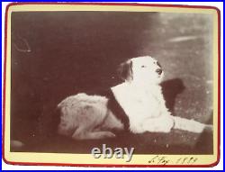 19th Rare Antique Early CDV Photo of Little Pet Dog c. 1889