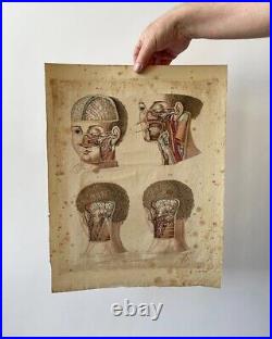 Antique Anatomical Engravings, early 19th Century, Rare