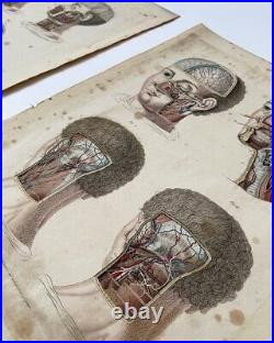 Antique Anatomical Engravings, early 19th Century, Rare