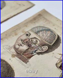 Antique Anatomical Engravings, early 19th Century, Rare