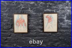 Antique Watercolour Anatomical Drawings Rare Early Works by Percy Horton 1914