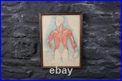Antique Watercolour Anatomical Drawings Rare Early Works by Percy Horton 1914