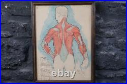 Antique Watercolour Anatomical Drawings Rare Early Works by Percy Horton 1914