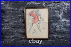 Antique Watercolour Anatomical Drawings Rare Early Works by Percy Horton 1914