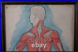 Antique Watercolour Anatomical Drawings Rare Early Works by Percy Horton 1914