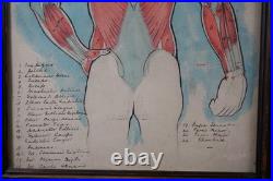 Antique Watercolour Anatomical Drawings Rare Early Works by Percy Horton 1914