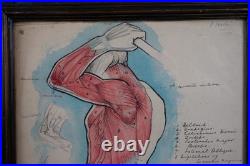 Antique Watercolour Anatomical Drawings Rare Early Works by Percy Horton 1914