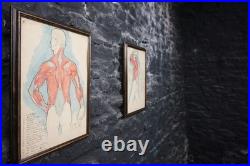 Antique Watercolour Anatomical Drawings Rare Early Works by Percy Horton 1914