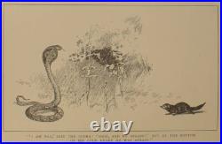 C. 1894 THE JUNGLE BOOK Antique EARLY EDITION Rudyard KIPLING First Book RARE