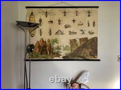 Early Rare vintage ANTS & TERMITES school chart lithograph educational ANTIQUE