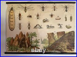 Early Rare vintage ANTS & TERMITES school chart lithograph educational ANTIQUE