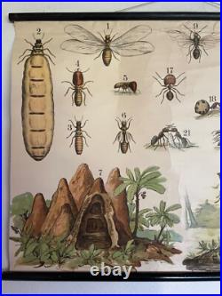Early Rare vintage ANTS & TERMITES school chart lithograph educational ANTIQUE