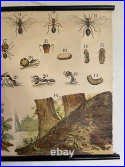 Early Rare vintage ANTS & TERMITES school chart lithograph educational ANTIQUE