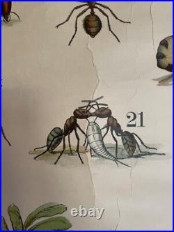 Early Rare vintage ANTS & TERMITES school chart lithograph educational ANTIQUE