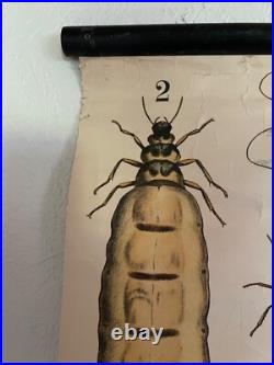 Early Rare vintage ANTS & TERMITES school chart lithograph educational ANTIQUE