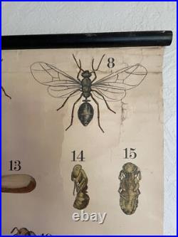 Early Rare vintage ANTS & TERMITES school chart lithograph educational ANTIQUE