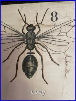 Early Rare vintage ANTS & TERMITES school chart lithograph educational ANTIQUE