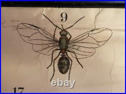 Early Rare vintage ANTS & TERMITES school chart lithograph educational ANTIQUE