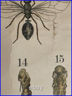 Early Rare vintage ANTS & TERMITES school chart lithograph educational ANTIQUE