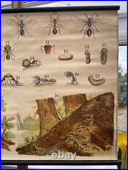 Early Rare vintage ANTS school chart lithograph educational 1900s ANTIQUE