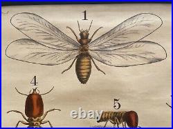 Early Rare vintage ANTS school chart lithograph educational 1900s ANTIQUE