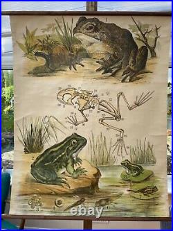 Early Rare vintage FROG & TOAD school chart lithograph educational 1900s ANTIQUE