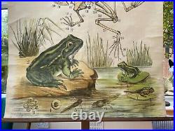 Early Rare vintage FROG & TOAD school chart lithograph educational 1900s ANTIQUE
