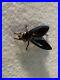 Early_Victorian_Brass_Red_Vauxhall_Glass_Insect_Fly_Pin_Beaufitul_Old_Rare_01_igjw