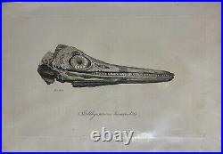 Lot of 10 very rare original antique prints London 1827 Fossils Dinosaur Lot of 10 very rare original antique prints London 1827 Fossils Dinosaur