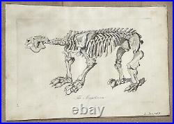 Lot of 10 very rare original antique prints London 1827 Fossils Dinosaur Lot of 10 very rare original antique prints London 1827 Fossils Dinosaur