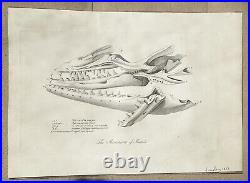 Lot of 10 very rare original antique prints London 1827 Fossils Dinosaur Lot of 10 very rare original antique prints London 1827 Fossils Dinosaur