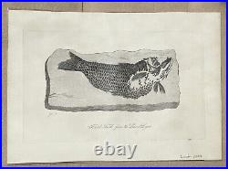 Lot of 10 very rare original antique prints London 1827 Fossils Dinosaur Lot of 10 very rare original antique prints London 1827 Fossils Dinosaur