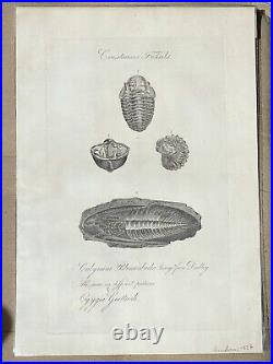 Lot of 10 very rare original antique prints London 1827 Fossils Dinosaur Lot of 10 very rare original antique prints London 1827 Fossils Dinosaur