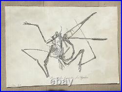 Lot of 10 very rare original antique prints London 1827 Fossils Dinosaur Lot of 10 very rare original antique prints London 1827 Fossils Dinosaur