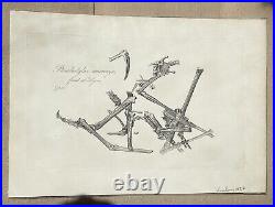 Lot of 10 very rare original antique prints London 1827 Fossils Dinosaur Lot of 10 very rare original antique prints London 1827 Fossils Dinosaur
