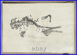 Lot of 10 very rare original antique prints London 1827 Fossils Dinosaur Lot of 10 very rare original antique prints London 1827 Fossils Dinosaur
