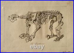 Lot of 10 very rare original antique prints London 1827 Fossils Dinosaur Lot of 10 very rare original antique prints London 1827 Fossils Dinosaur