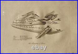 Lot of 10 very rare original antique prints London 1827 Fossils Dinosaur Lot of 10 very rare original antique prints London 1827 Fossils Dinosaur
