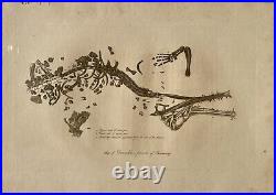 Lot of 10 very rare original antique prints London 1827 Fossils Dinosaur Lot of 10 very rare original antique prints London 1827 Fossils Dinosaur