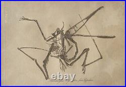 Lot of 10 very rare original antique prints London 1827 Fossils Dinosaur Lot of 10 very rare original antique prints London 1827 Fossils Dinosaur