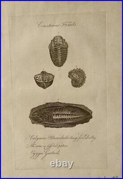 Lot of 10 very rare original antique prints London 1827 Fossils Dinosaur Lot of 10 very rare original antique prints London 1827 Fossils Dinosaur