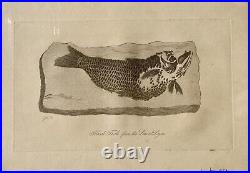 Lot of 10 very rare original antique prints London 1827 Fossils Dinosaur Lot of 10 very rare original antique prints London 1827 Fossils Dinosaur