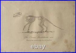 Lot of 10 very rare original antique prints London 1827 Fossils Dinosaur Lot of 10 very rare original antique prints London 1827 Fossils Dinosaur