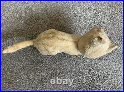 RARE Early Antique White Mohair Steiff Crouching CAT FF Long f Button NR