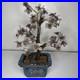 Rare_19th_C_Early_20th_C_Chinese_Amethyst_Gemstone_Bonsai_Sculpted_Trunk_Antique_01_vweu
