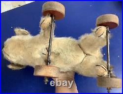 Rare Antique Early SWEET Steiff MOLLY Terrier Dog On Wheels Pull Toy