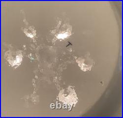 Rare Antique Wedgwood Pearlware 9 3/4 Plate Botanical Early 1800s