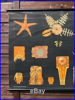 Rare EARLY Vintage STARFISH school chart by JUNG KOCH QUENTELL botanical poster