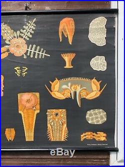 Rare EARLY Vintage STARFISH school chart by JUNG KOCH QUENTELL botanical poster
